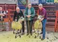 Champion and Reserve Bluefaced Leicester